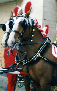 Il Carnevale di Ivrea